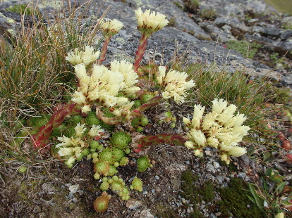 Bergblumen