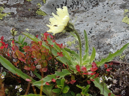 Bergblumen